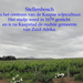 Stellenbosh