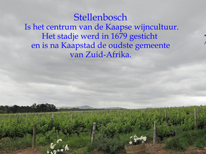 Stellenbosh