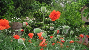 26 mei 2010 tuin 029