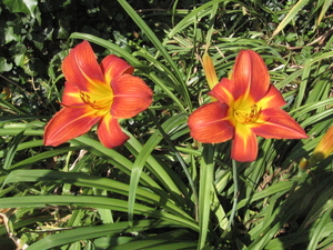 juli 2010 002