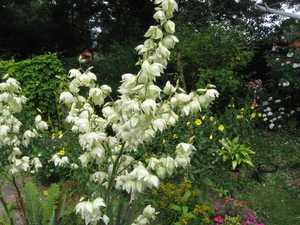 yucca 2010 002