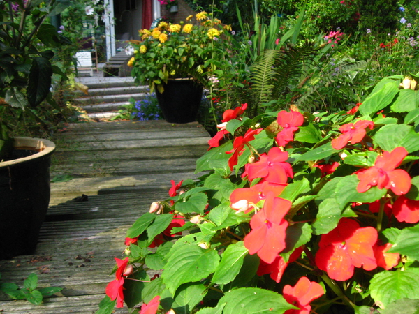 tuin 26 aug. 2009 009