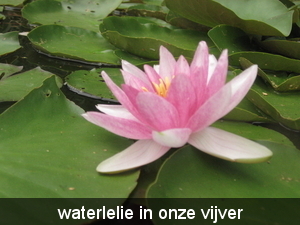 veenmeer 9 aug. 09 003