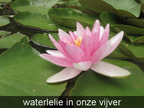 veenmeer 9 aug. 09 003