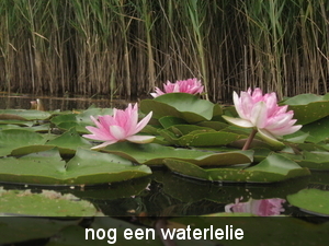 veenmeer 9 aug. 09 002