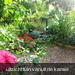 tuin 26 aug. 2009 002