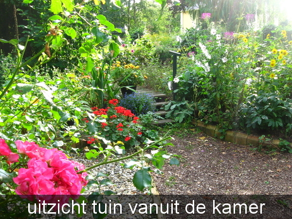 tuin 26 aug. 2009 002