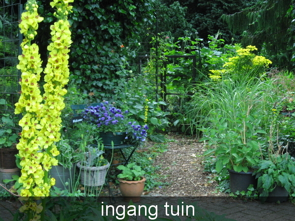 juni 2009 fotos tuin 008