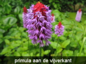 juni 2009 fotos tuin 037