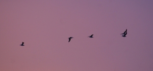 9 JUN 2010