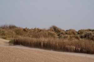 DSC03167