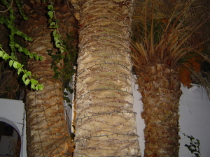 Ibiza 2010 011