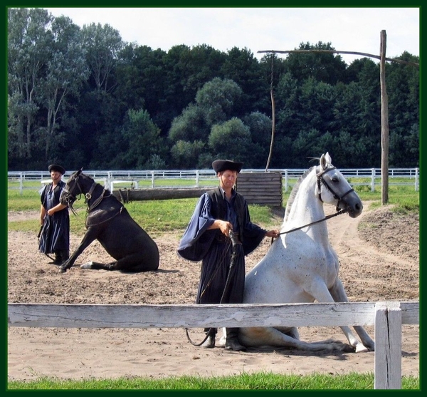 Puszta show Hongarije paarden