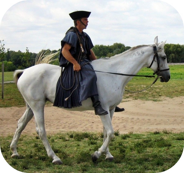 Puszta show Hongarije paarden