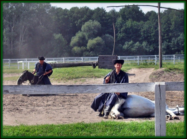 Puszta show Hongarije paarden