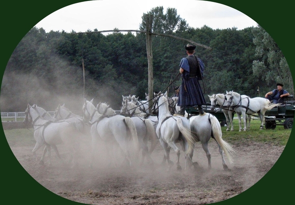 Puszta show Hongarije paarden