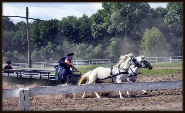 Puszta show Hongarije paarden