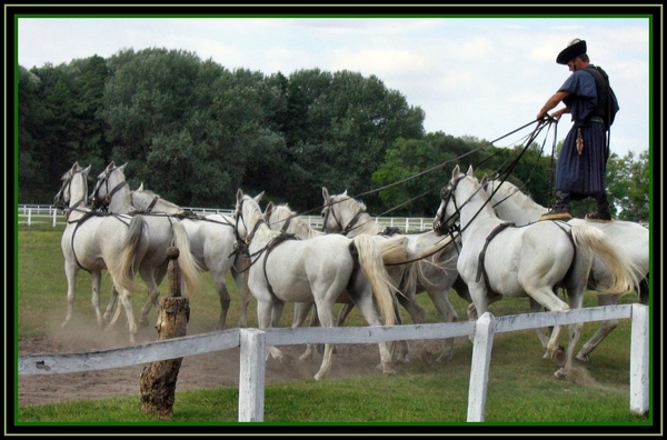 Puszta show Hongarije paarden