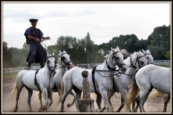 Puszta show Hongarije paarden