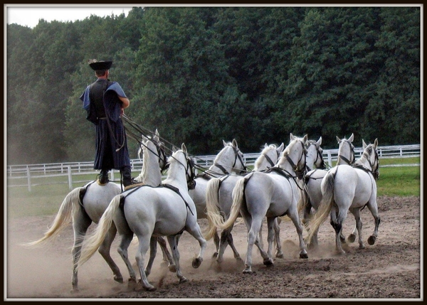 Puszta show Hongarije paarden