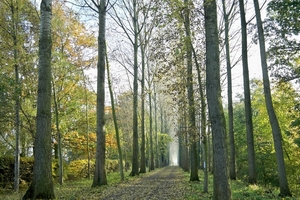 Herfst Bosdreef Lochristi 2010