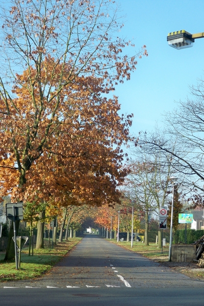 Herfstkleuren 1November 2010