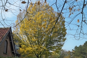 Herfstkleuren 1November 2010