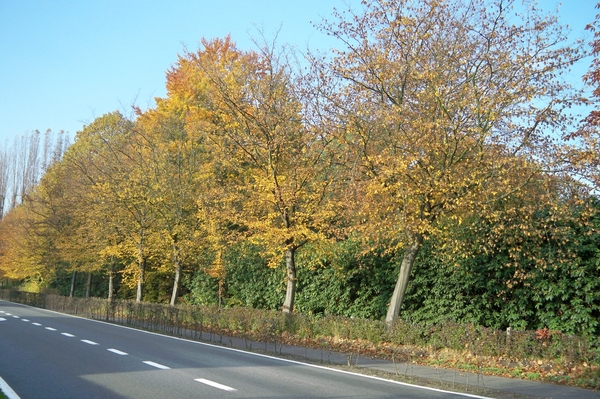 Herfstkleuren 1November 2010