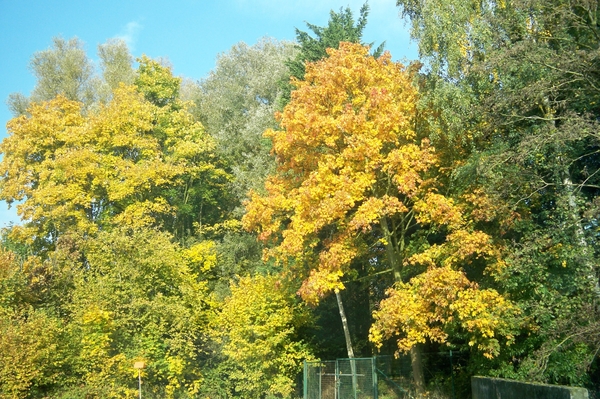 Herfstkleuren 1November 2010