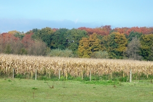 Herfstkleuren 1November 2010