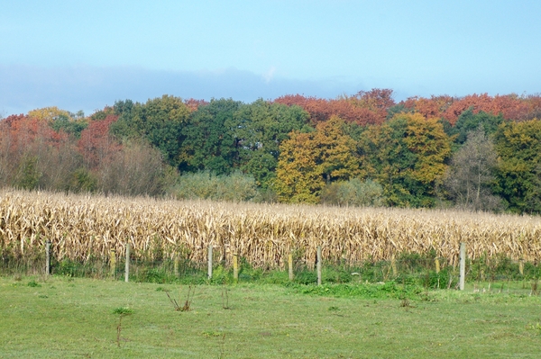Herfst