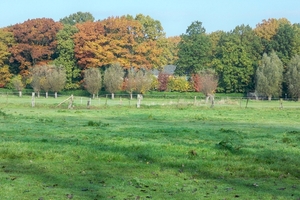 Herfstkleuren 1November 2010