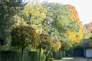 Herfstkleuren 1November 2010