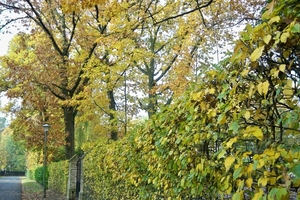 Herfstkleuren 1November 2010