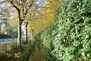 Herfstkleuren 1November 2010