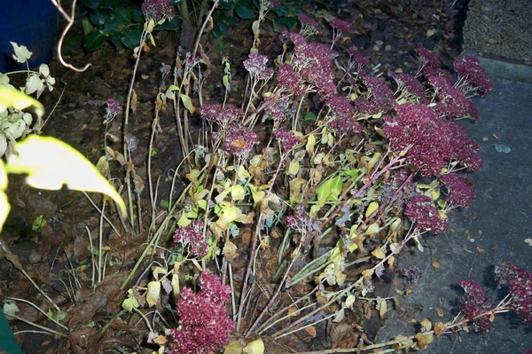 Herfst