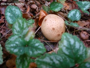 aardappel bovist 1
