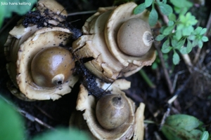 gekraagde aardster 3