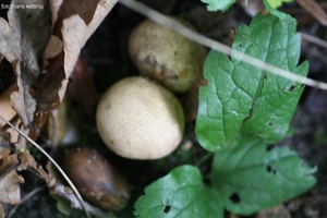 gele aardappel bovist 1