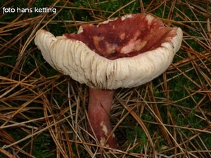 honingzwam 1