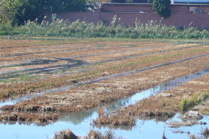 Arroz en el Saler (2)