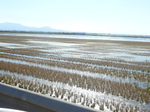 Arroz en el Saler (4)