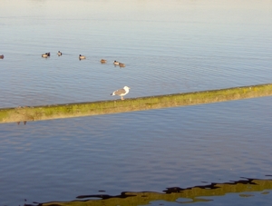 herfst 2010 /007