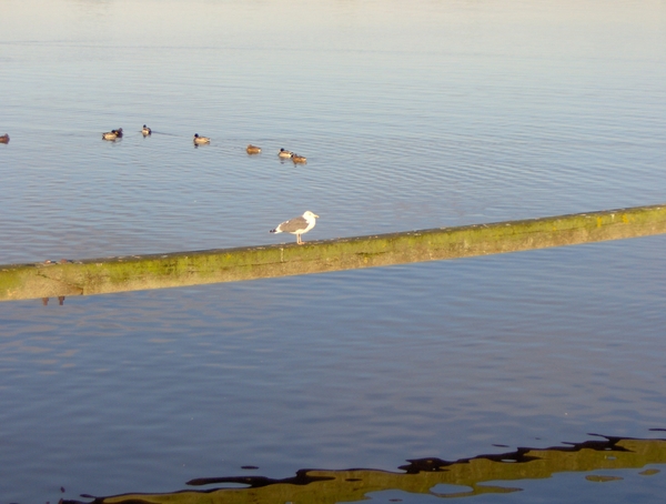 herfst 2010 /007