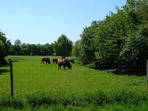 Afbeelding 003