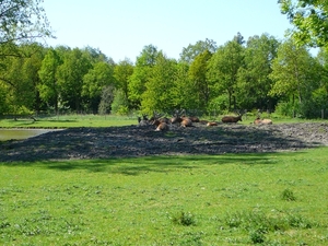 Afbeelding 005