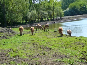 Afbeelding 006