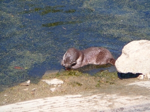 Afbeelding 008
