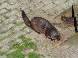 Afbeelding 011