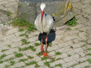 Afbeelding 012